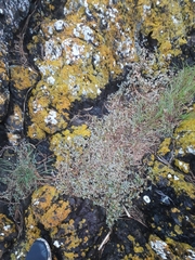 Chenopodium triandrum