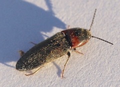 Ampedus rubricus