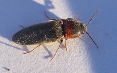 Ampedus rubricus