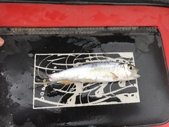 Opsariichthys pachycephalus