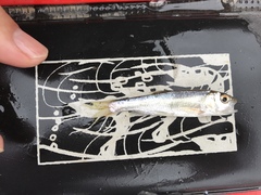 Opsariichthys pachycephalus