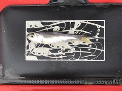 Opsariichthys pachycephalus