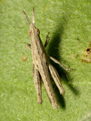Pyrgomorpha conica
