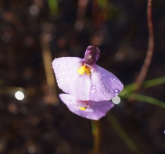 Utricularia barkeri