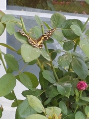 Papilio demoleus
