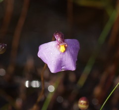 Utricularia barkeri