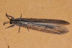 Acanthaclisini
