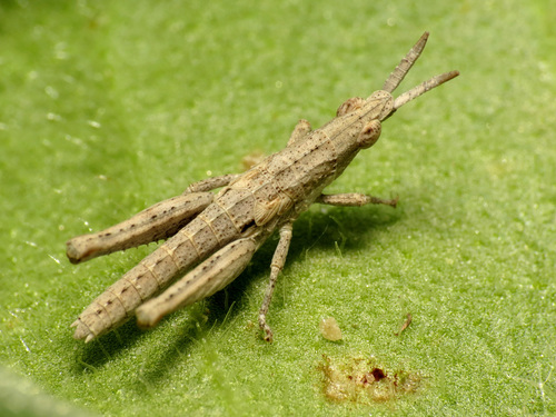 Pyrgomorpha conica
