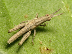 Pyrgomorpha conica