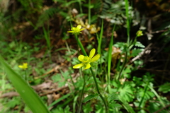 Ranunculus plebeius