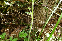 Ranunculus plebeius