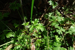 Ranunculus plebeius