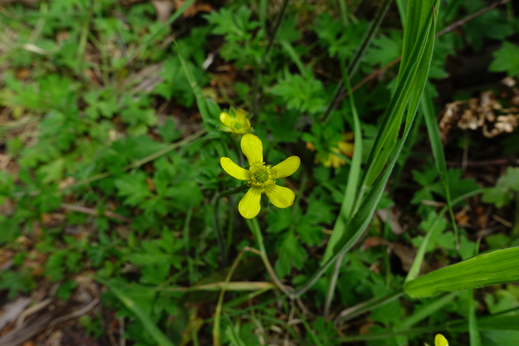 Ranunculus plebeius