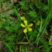 Forest Buttercup - Photo (c) Wayne Martin, some rights reserved (CC BY-NC)