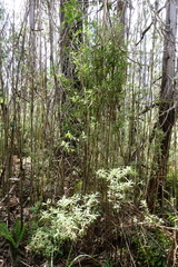 Olearia rugosa rugosa