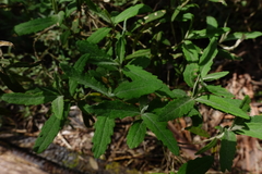 Olearia rugosa rugosa
