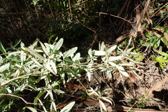 Olearia rugosa rugosa