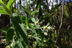 Olearia rugosa rugosa