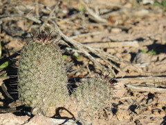 Mammillaria sheldonii