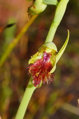 Calochilus herbaceus