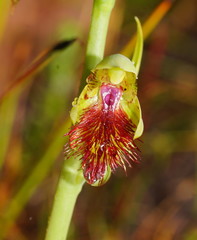 Calochilus herbaceus