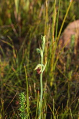 Calochilus herbaceus