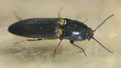 Ampedus protervus