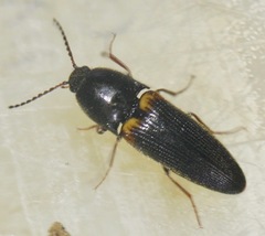 Ampedus protervus