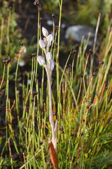 Thelymitra aristata