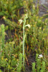 Calochilus herbaceus