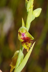 Calochilus herbaceus