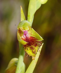 Calochilus herbaceus