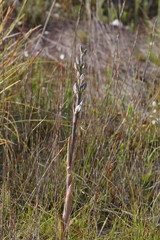 Thelymitra aristata