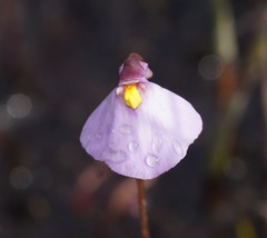 Utricularia barkeri