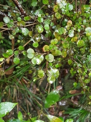 Coprosma spathulata