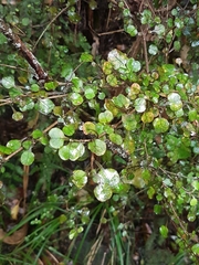Coprosma spathulata