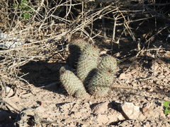 Mammillaria sheldonii