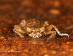 Cordulegaster erronea