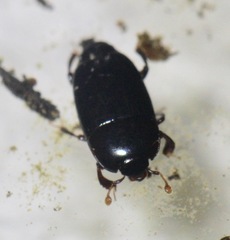 Platylomalus aequalis