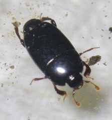 Platylomalus aequalis