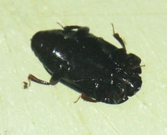Platylomalus aequalis