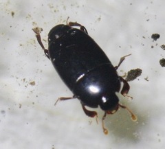 Platylomalus aequalis