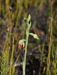 Calochilus herbaceus
