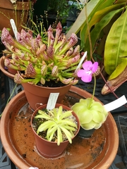 Pinguicula gigantea