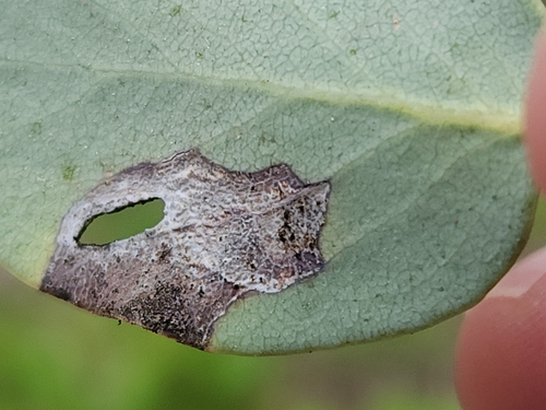 iNaturalist observation photo of Coleophora glaucella