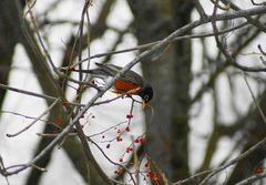 Turdus migratorius