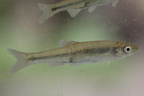 Comely shiner (Notropis amoenus) — Cyprinidae — 4
