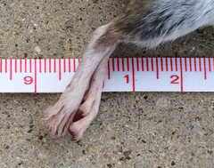 Peromyscus pectoralis