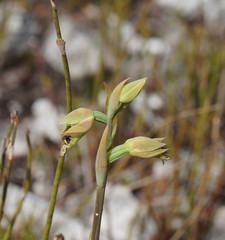 Calochilus herbaceus