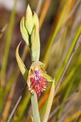 Calochilus herbaceus